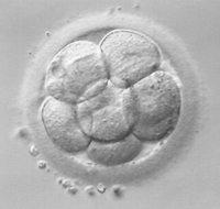 Frozen embryos