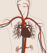 Blood system